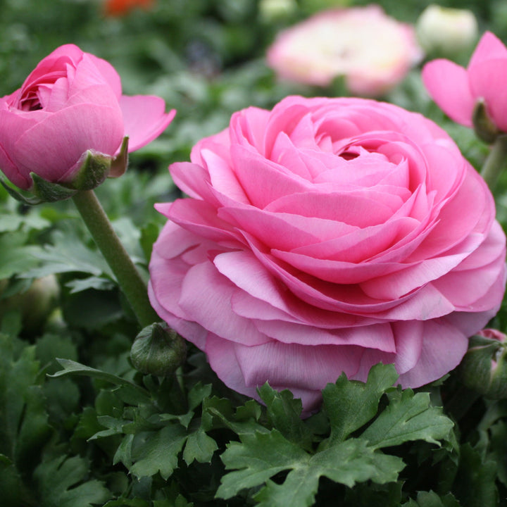 Ranunculus Ranunculus, 1 Quart Annuals