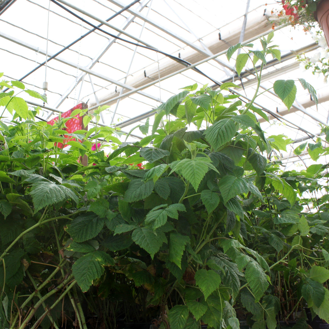 Rubus ideaus 'Meeker' Raspberry, 1 Gallon Vines