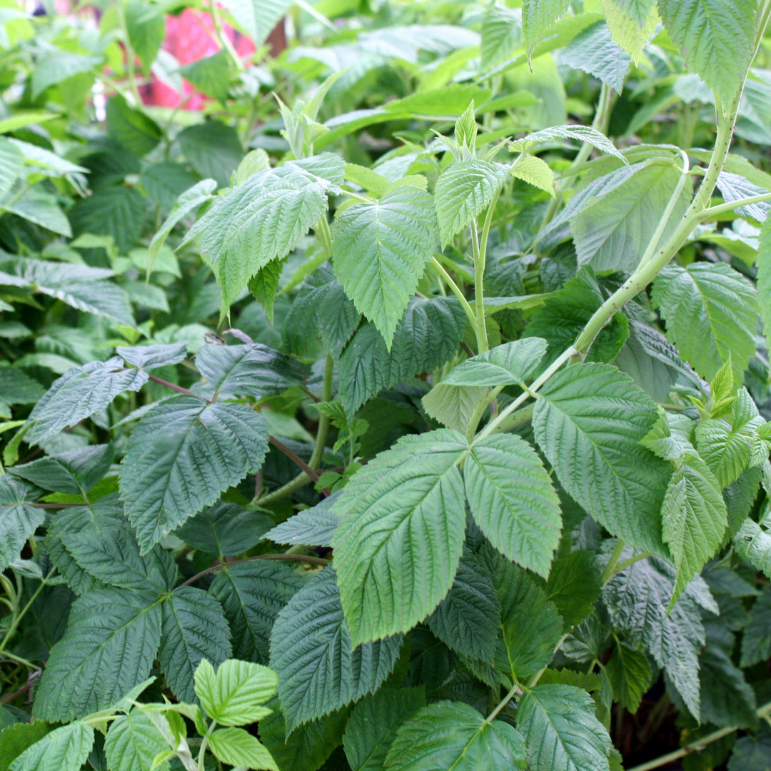 Rubus ideaus 'Meeker' Raspberry, 1 Gallon Vines