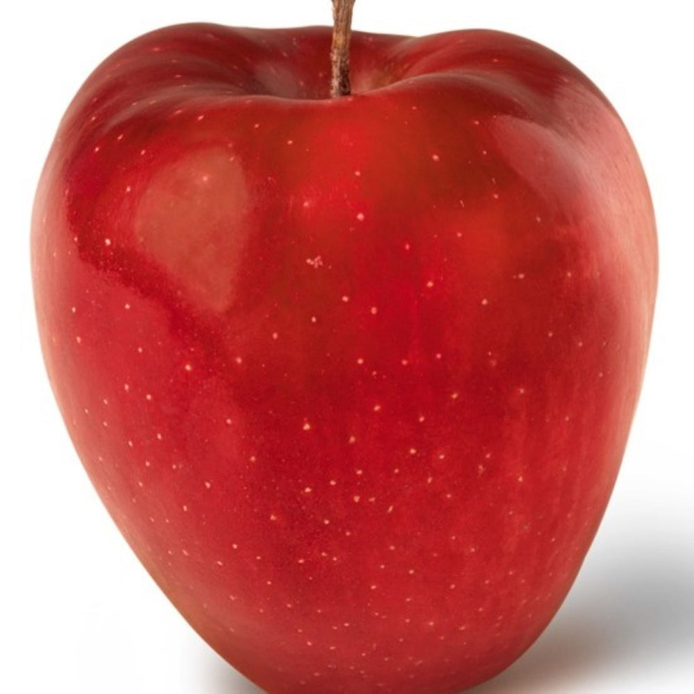 Malus domestica 'Red Delicious' Semi-Dwarf Apple, Bare Root Apple Tree, Tree