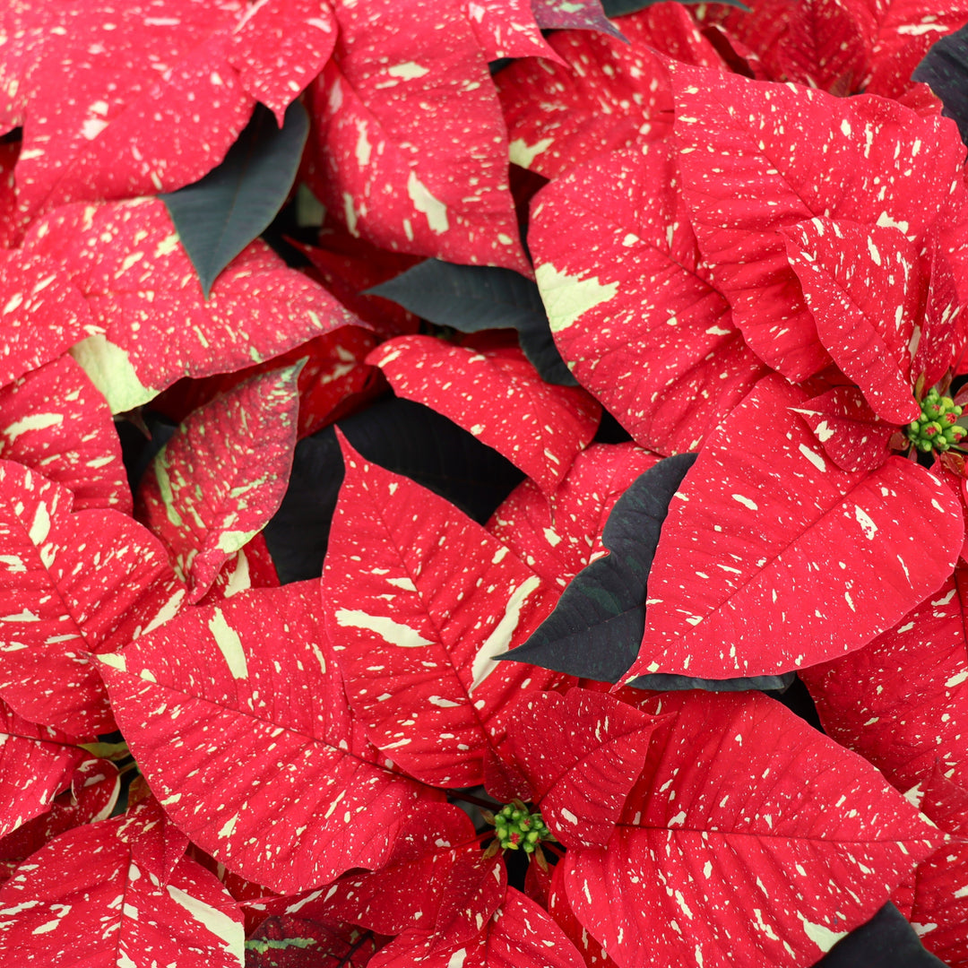 Euphorbia pulcherrima 'Red Glitter' Poinsettia, 4 Inch Annuals