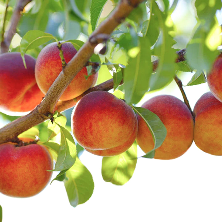 Bare Root Semi-Dwarf Nectarine