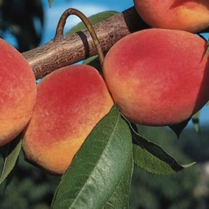 Prunus persica 'Red Haven' Semi-Dwarf Peach, Bare Root Peach Tree, Tree