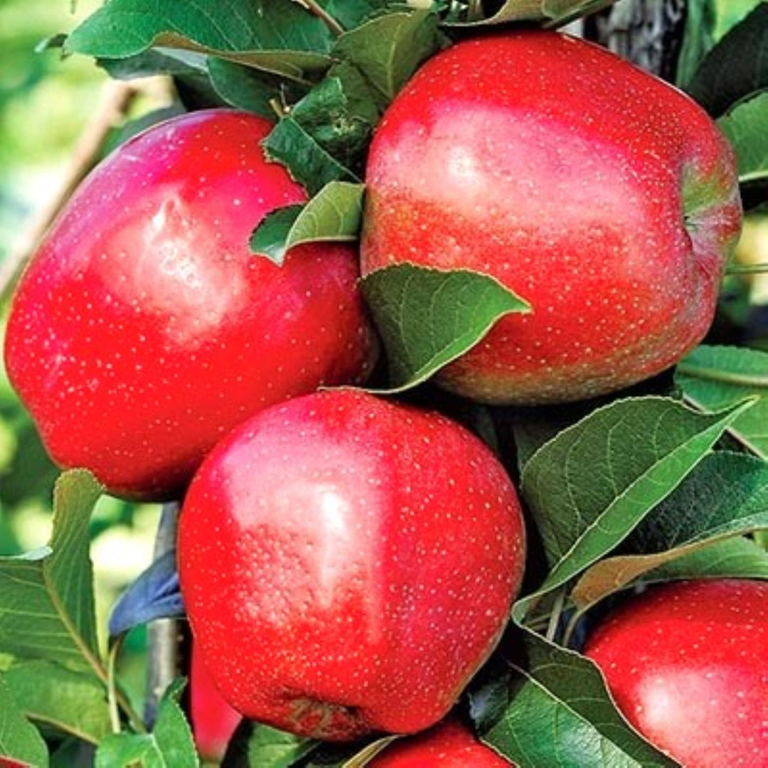 Malus domestica 'Red Jonathan' Semi-Dwarf Apple, Bare Root Apple Tree, Tree