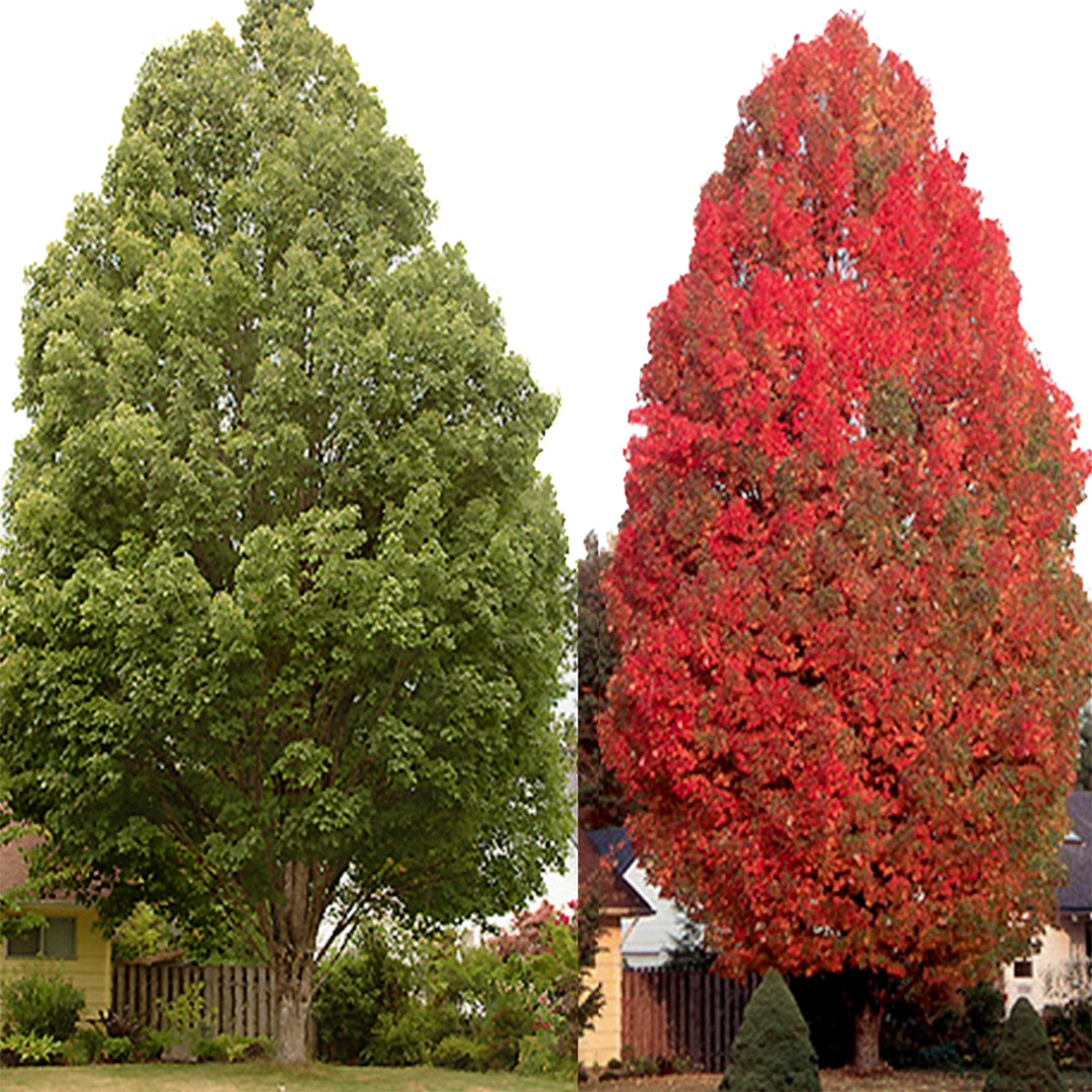 Acer rubrum 'Bowhall' Red Maple, 15 Gallon Trees
