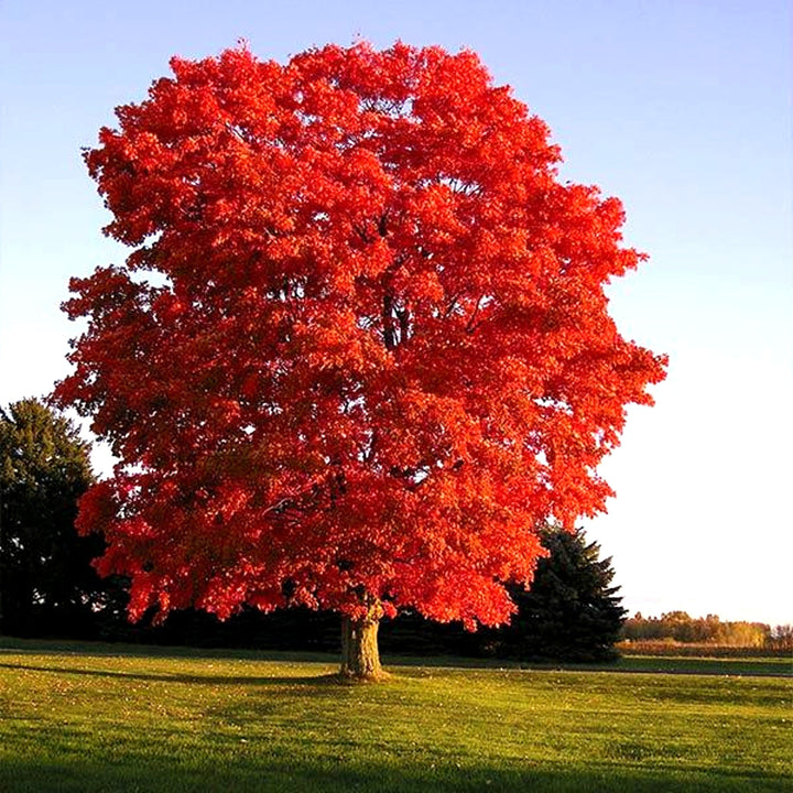 Acer rubrum 'Red Sunset' Red Maple, 15 Gallon Trees