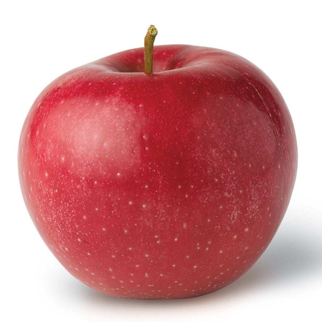 Malus domestica 'Red Rome' Semi-Dwarf Apple, Bare Root Apple Tree, Tree