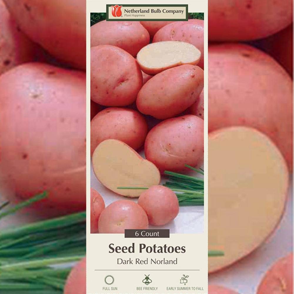 Seed Potatoes