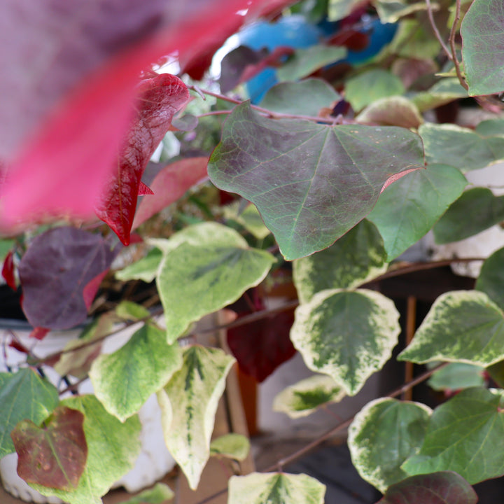 Cercis canadensis 'Carolina Sweetheart' PP27712 Redbud, 7 Gallon Trees