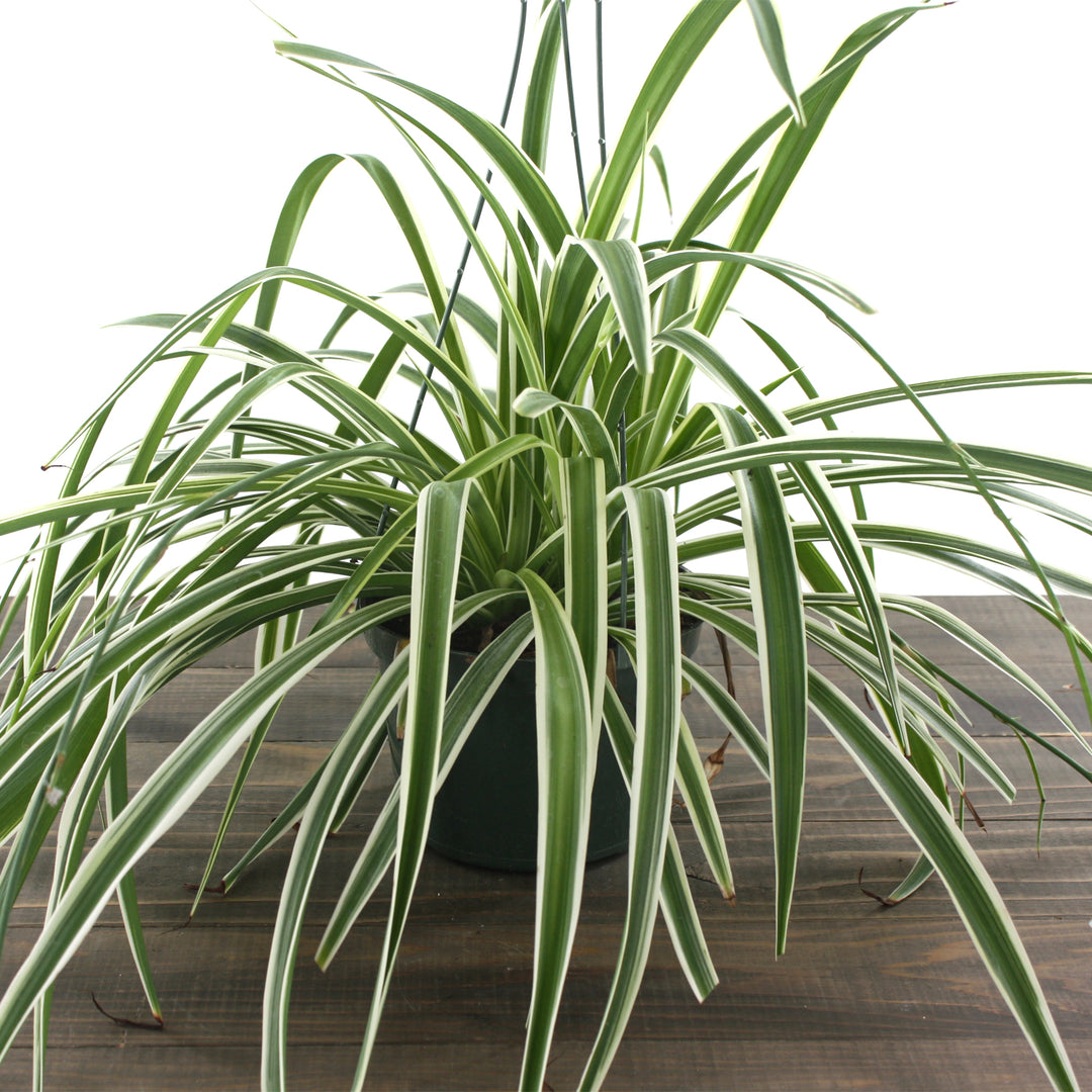 Al's Garden & Home 'Variegatum (Reverse Spider Plant)' Spider Plant (Chlorophytum comosum), 6 Inch Hanging Basket houseplant