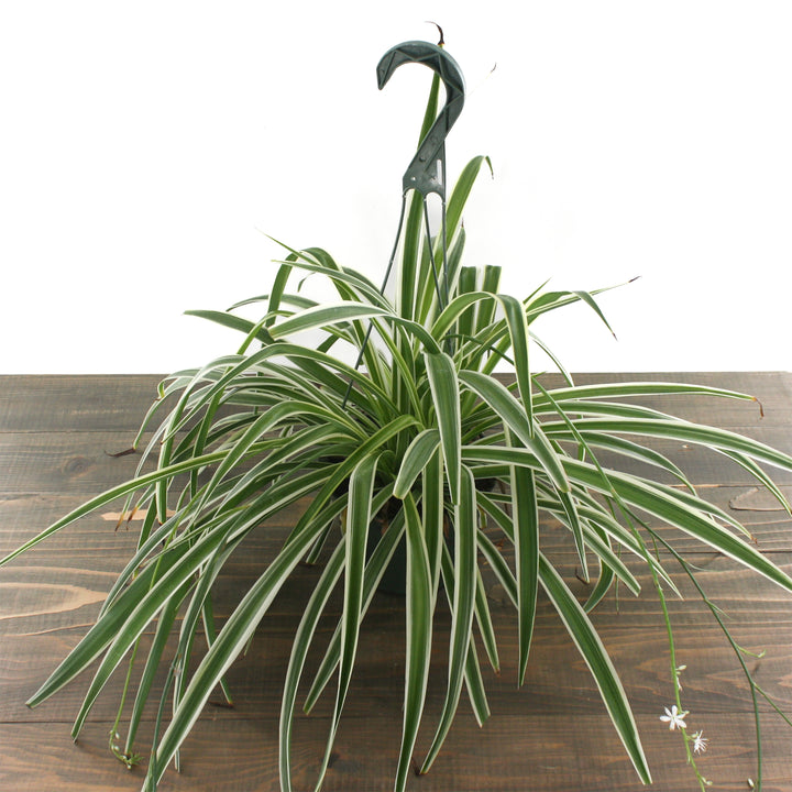 Al's Garden & Home 'Variegatum (Reverse Spider Plant)' Spider Plant (Chlorophytum comosum), 6 Inch Hanging Basket houseplant