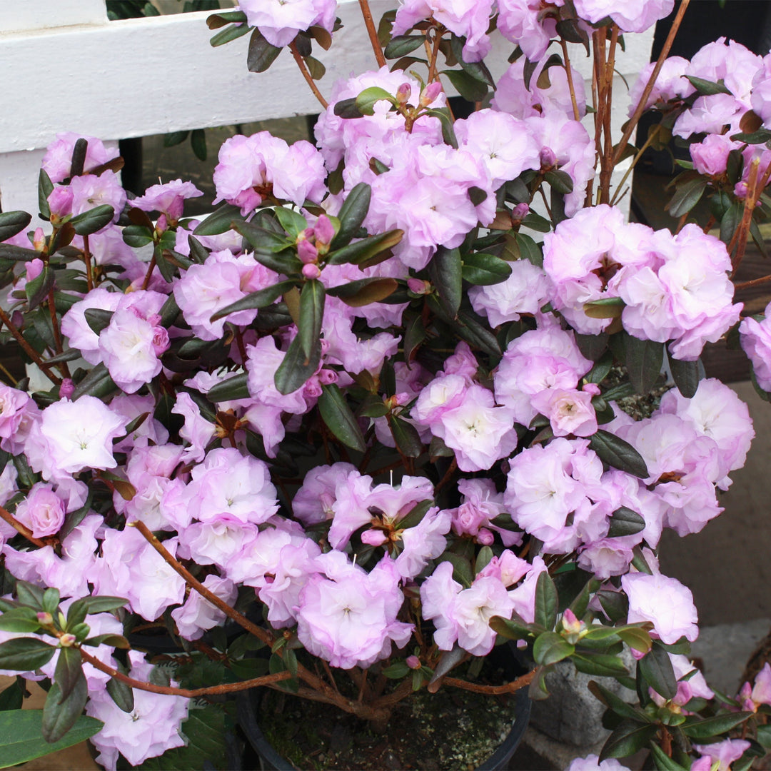 Rhododendron x 'April Mist' Azalea, 1 Gallon Shrubs