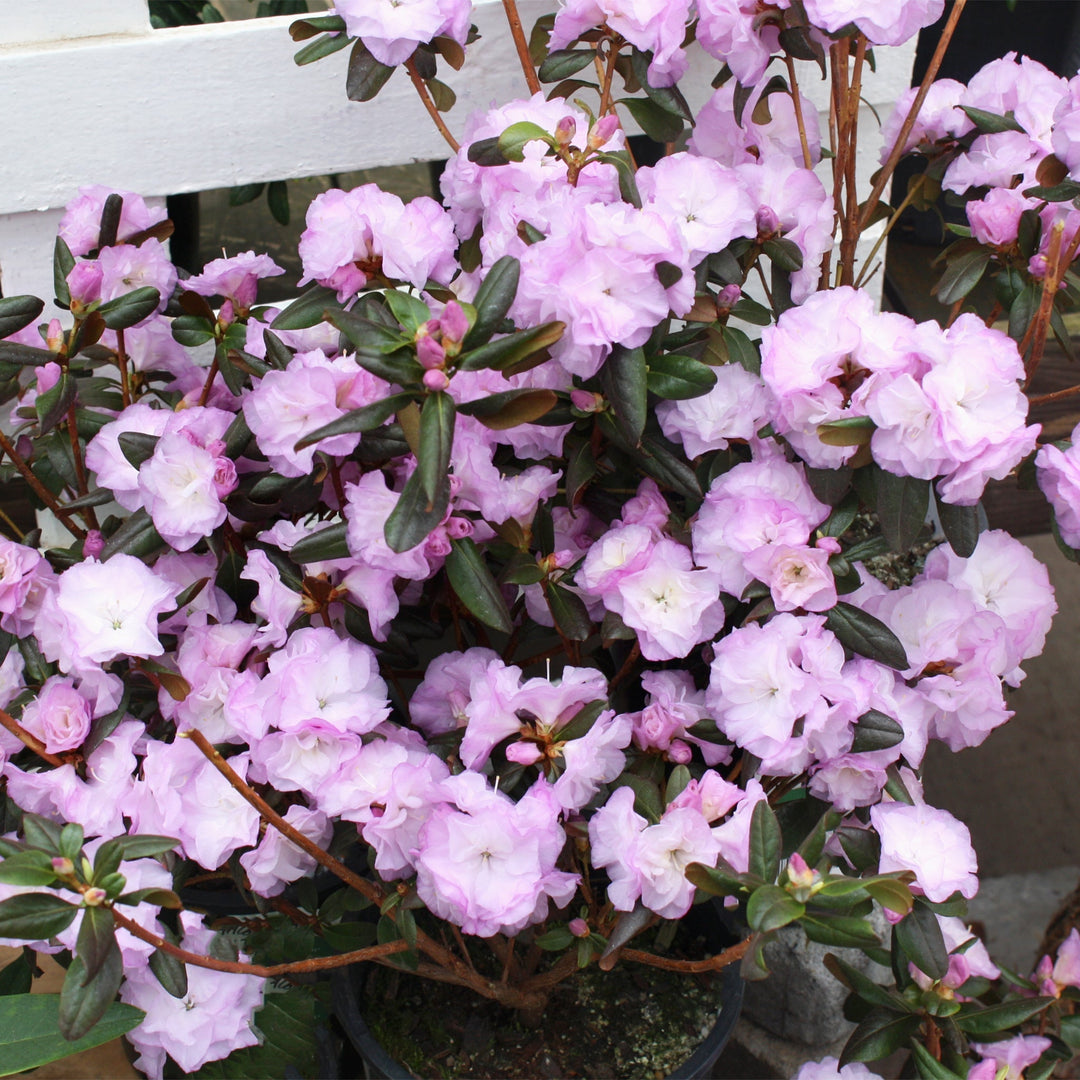 Rhododendron x 'April Mist' Rhododendron, 1 Gallon Shrubs