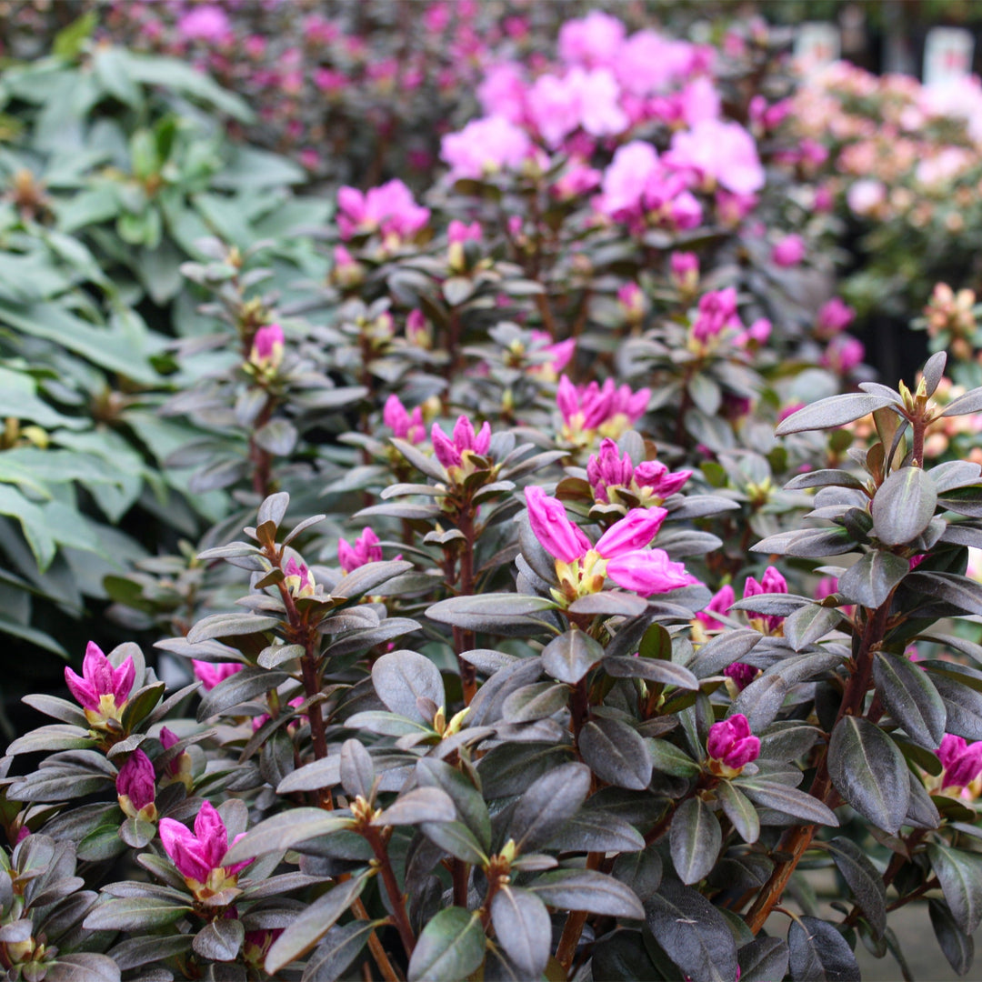 Rhododendron x 'Petite Nancy Jean' Azalea, 1 Gallon Shrubs