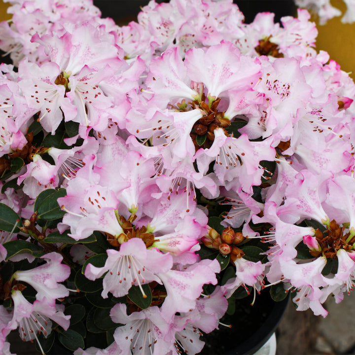Rhododendron x 'Pink Snowflakes' Azalea, 1 Gallon Shrubs