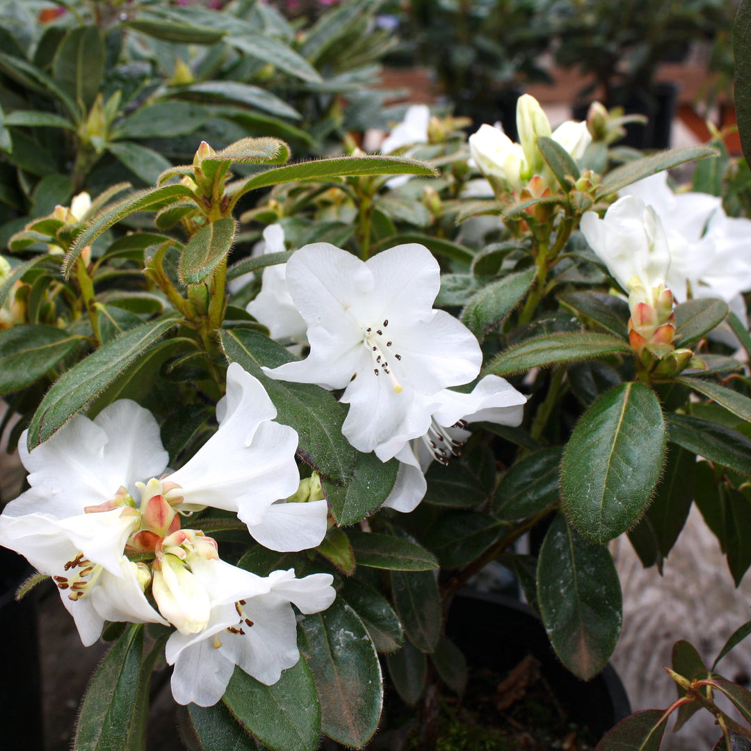 Rhododendron x 'Snow Lady' Azalea, 1 Gallon Shrubs