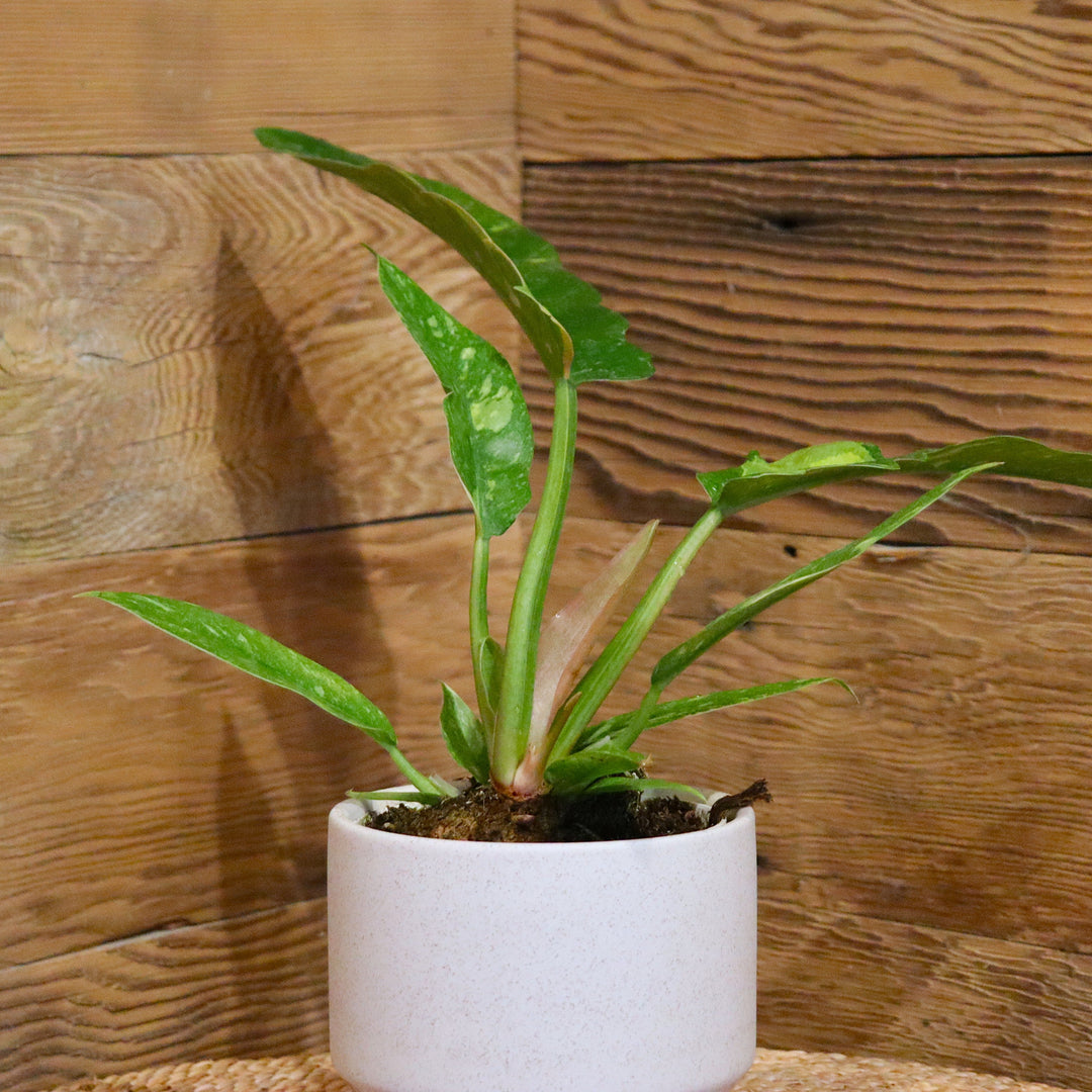 Ring of Fire Philodendron