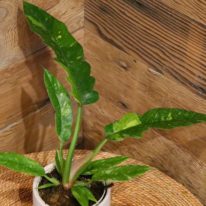 Ring of Fire Philodendron