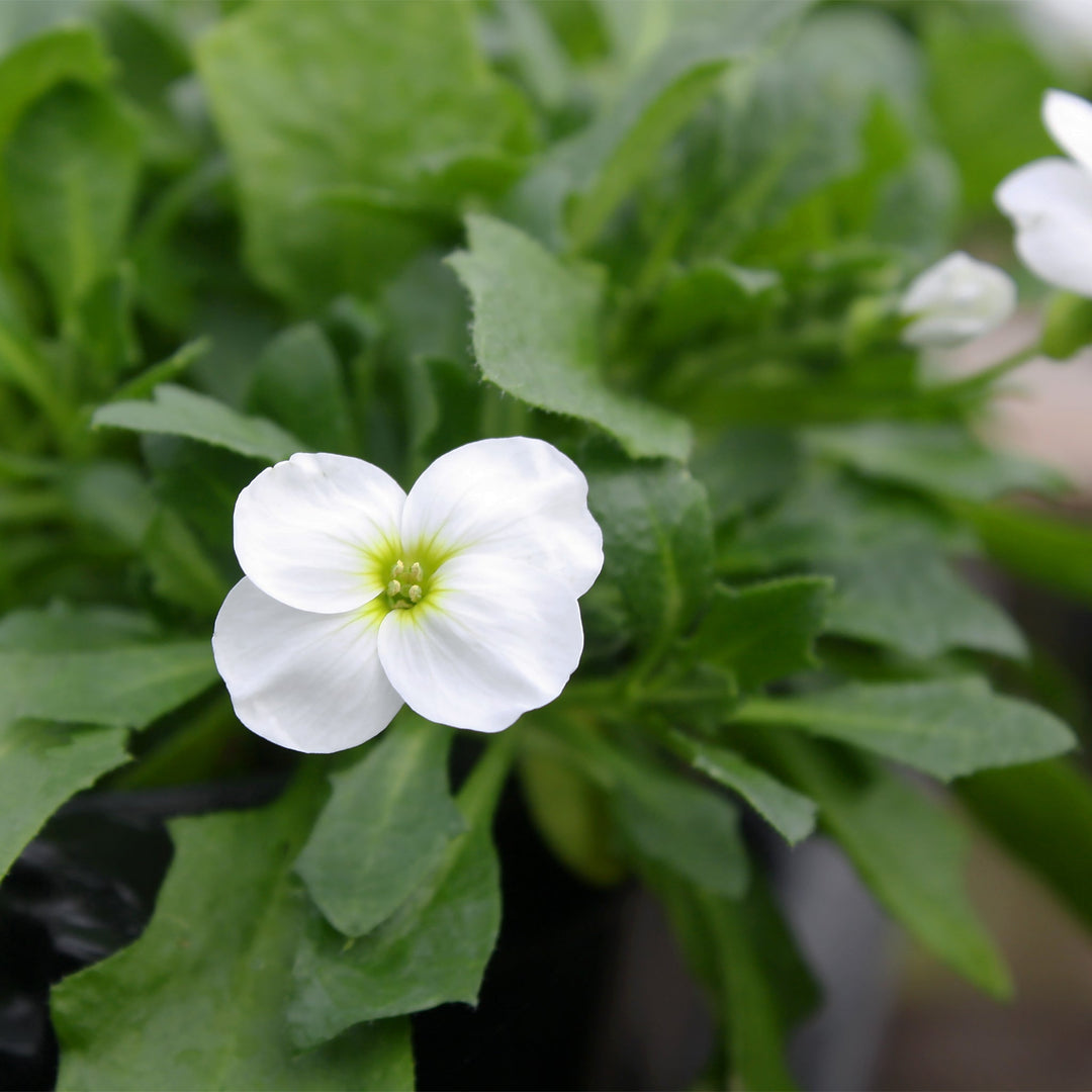 Aubrieta x Axcent™ White Rock Cress, 1 Quart Perennials