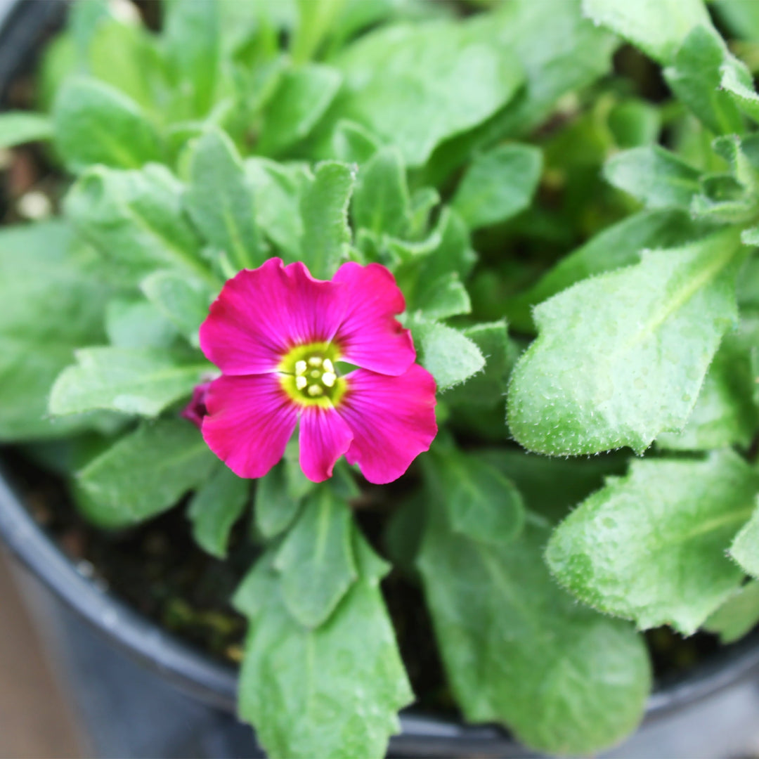 Aubrieta x Axcent™ Burgundy Rock Cress, 1 Quart Perennials