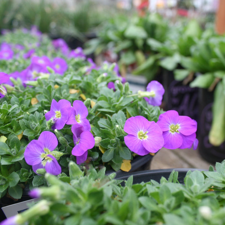 Aubrieta x 'Rock On Blue' Rock Cress, 1 Gallon Perennials