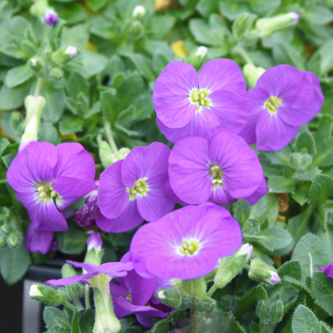 Aubrieta x 'Rock On Blue' Rock Cress, 1 Gallon Perennials