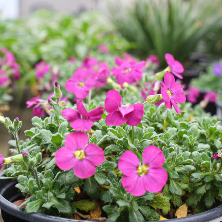 Aubrieta x 'Rock On Pink' Rock Cress, 1 Gallon Perennials