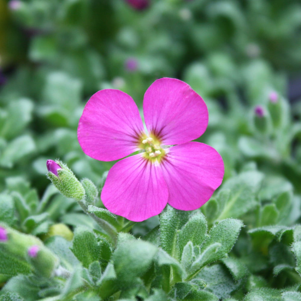 Aubrieta x 'Rock On Pink' Rock Cress, 1 Gallon Perennials