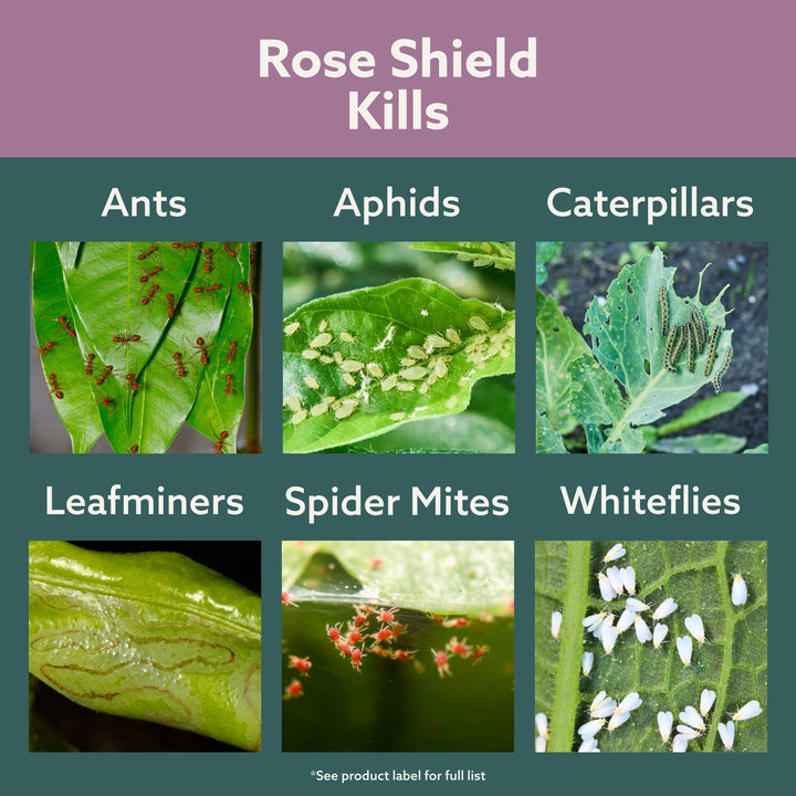 Bonide Rose Shield™ Insect and Disease Protection