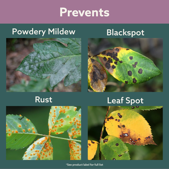 Bonide Rose Shield™ Insect and Disease Protection