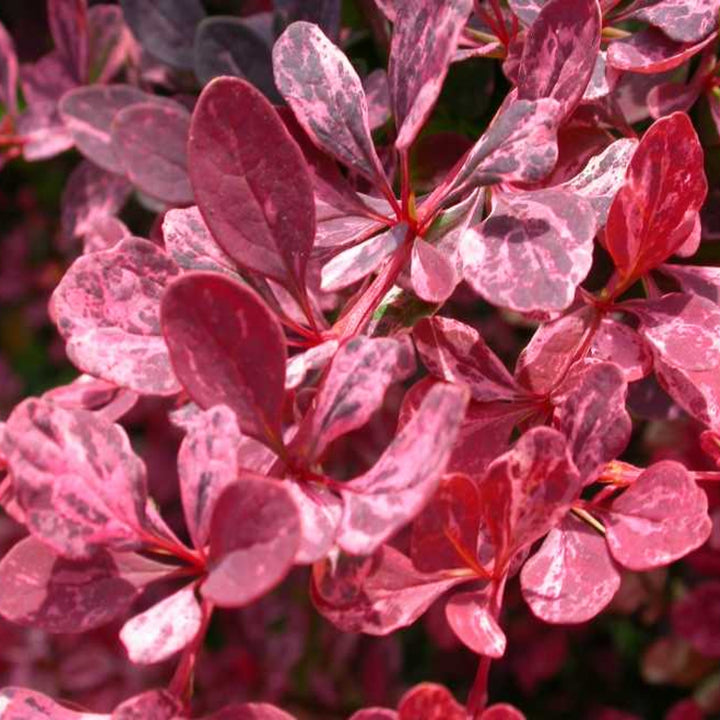 Berberis thunbergii 'Rose Glow' Barberry, 1 Gallon Shrubs