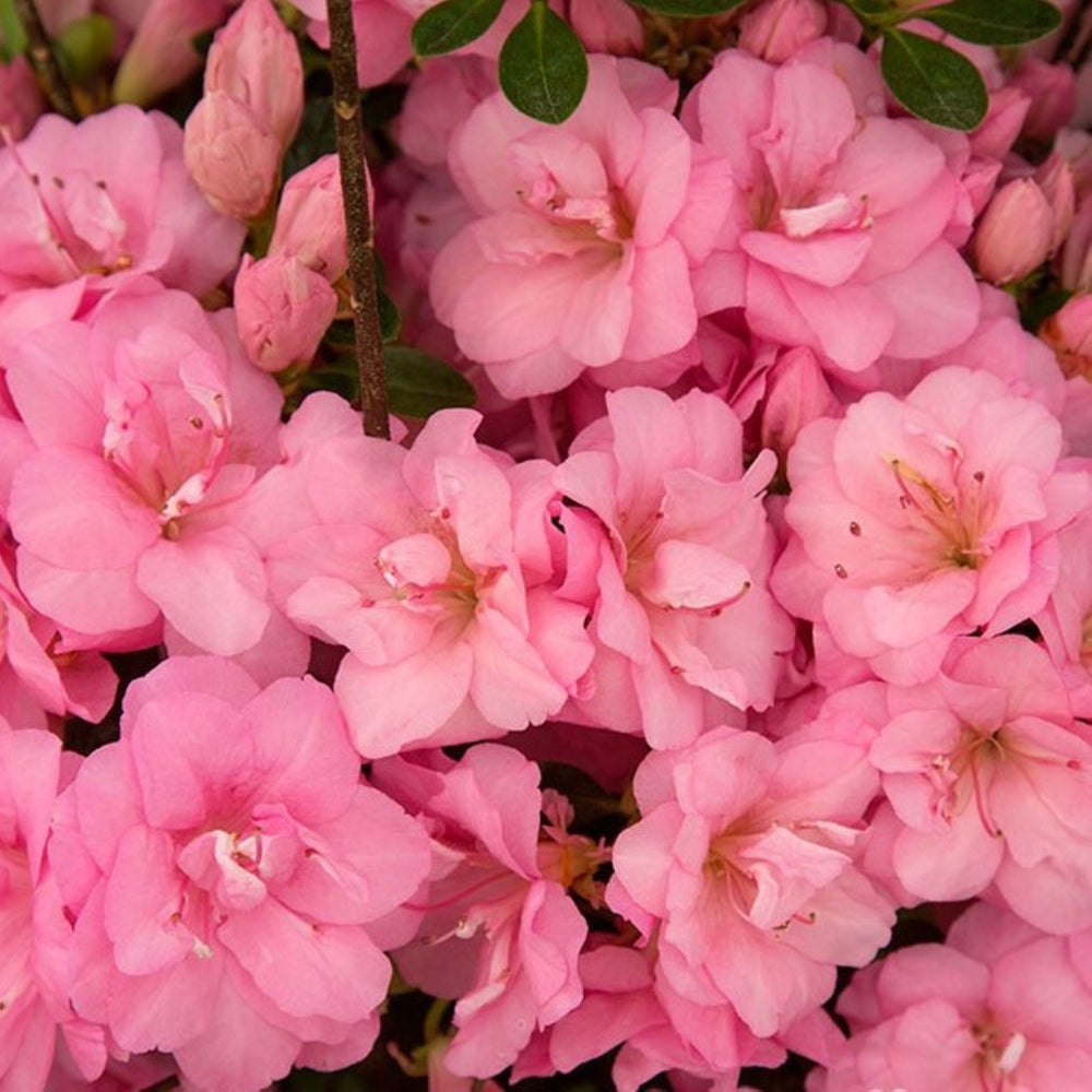 Rhododendron x 'Rosebud' Azalea, Shrub