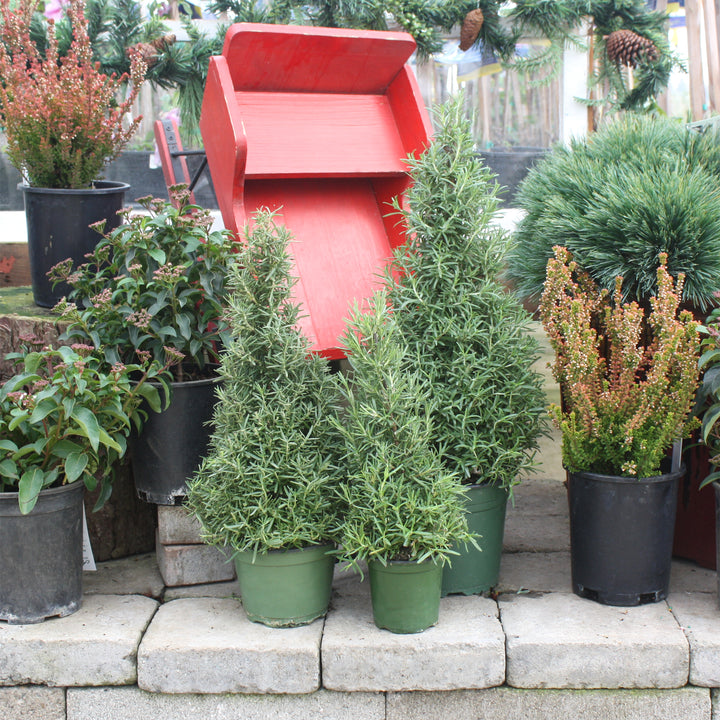 Rosemary Holiday Tree