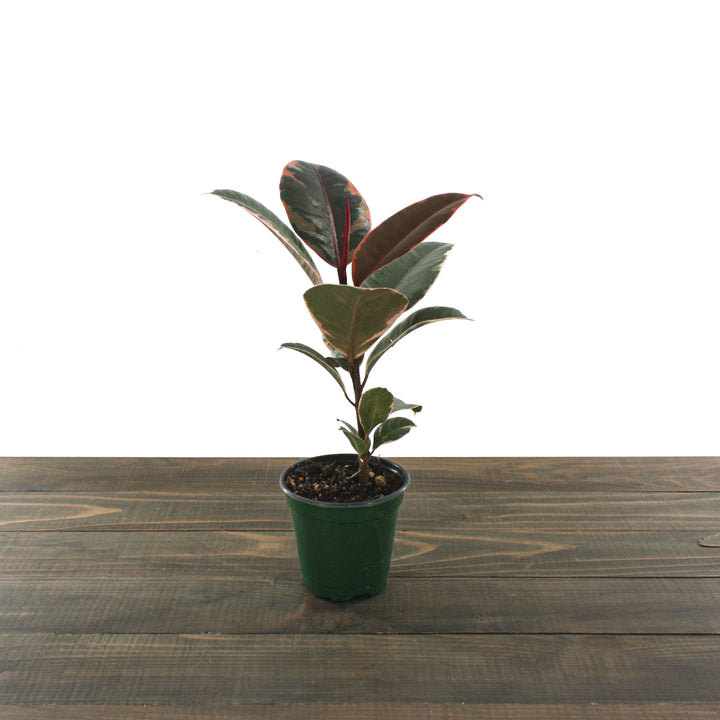 Ficus - 'Ruby' Rubber Tree