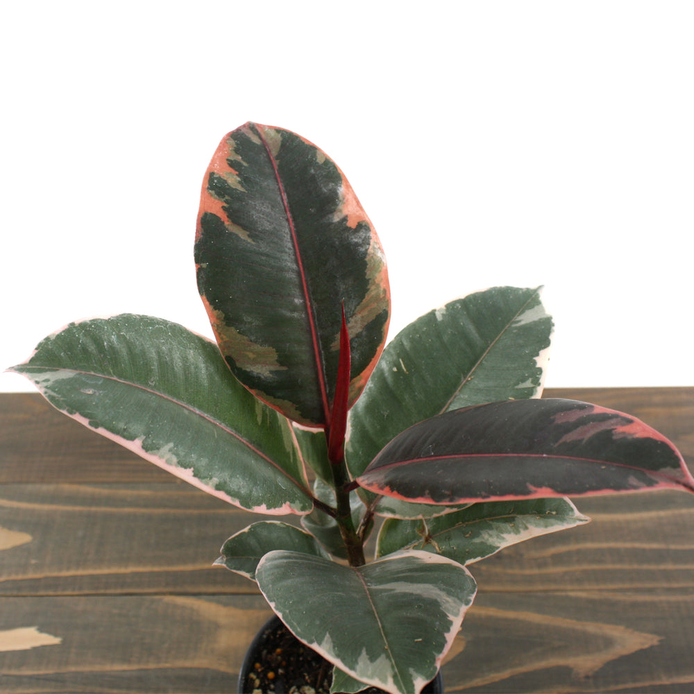 Ficus elastica 'Ruby' Rubber Plant, Houseplant