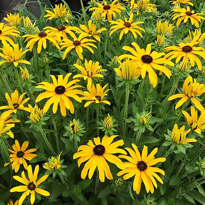 Rudbeckia 'Glitters Like Gold' PP30933 Black-Eyed Susan, 1 Gallon Perennials
