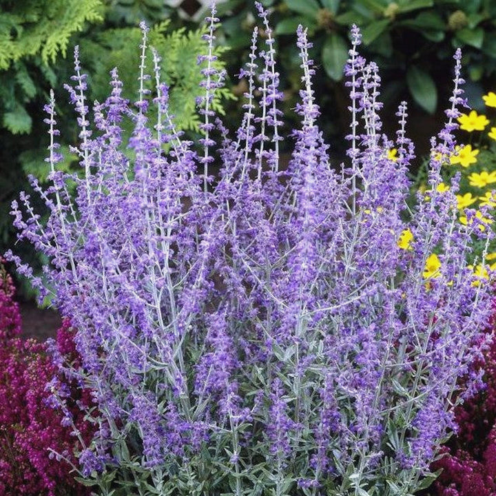 Salvia yangii 'Little Spire' Russian Sage, 1 Gallon Perennials
