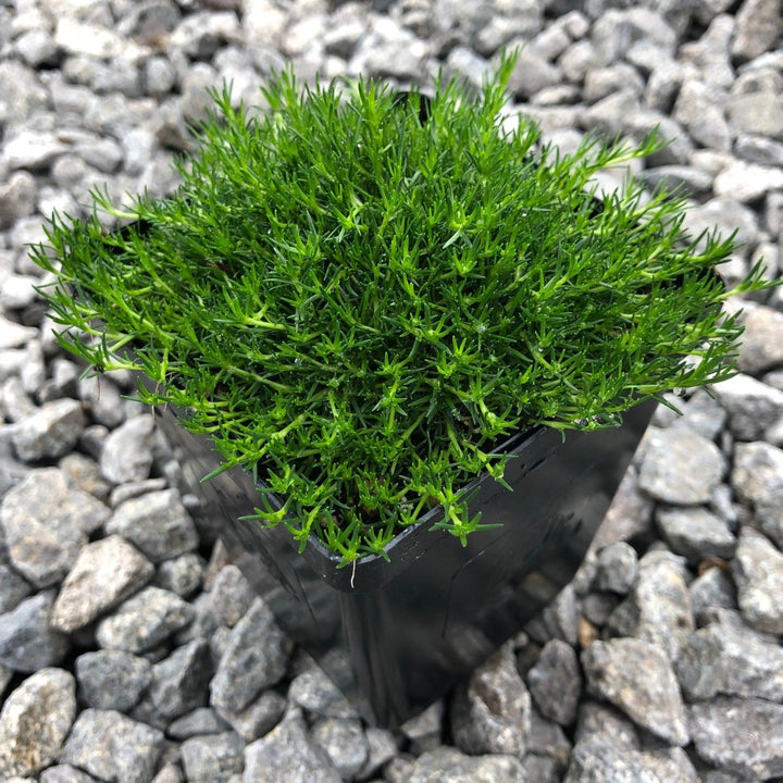 Sagina subulata Irish Moss, 1 Quart Perennials