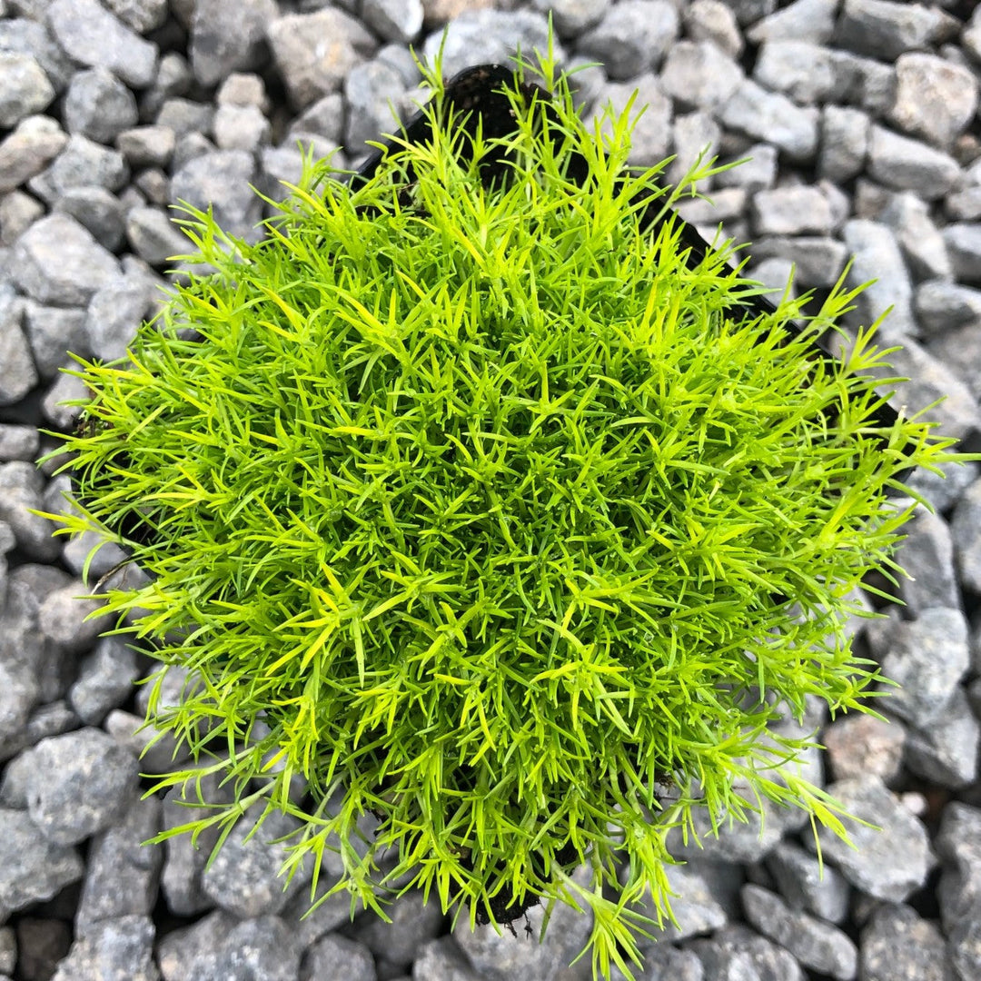Sagina subulata 'Aurea' Scotch Moss, 1 Quart Perennials