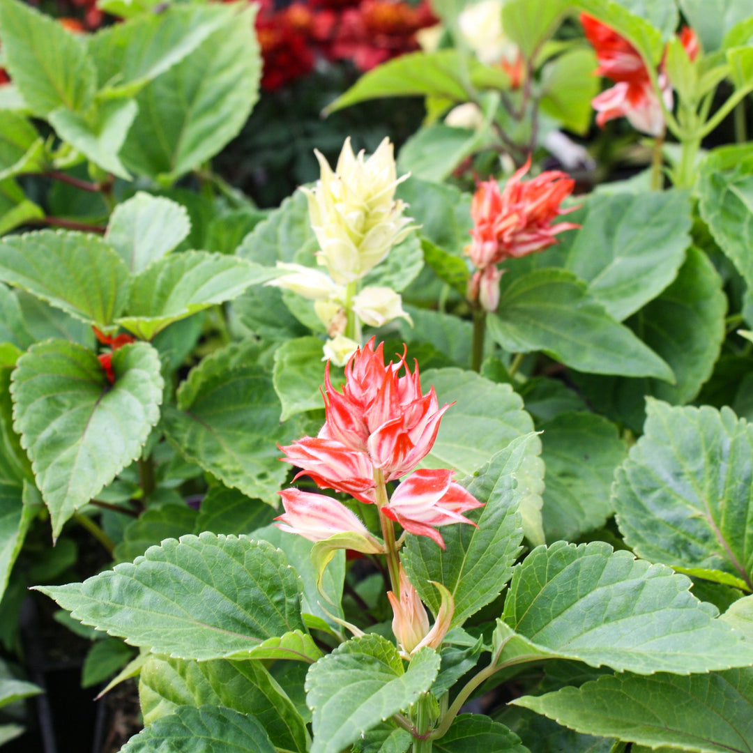 Salvia splendens 'Vista Mix' Scarlet Sage, 3-Pack Annuals