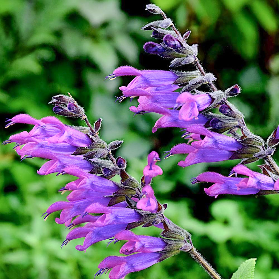 Al's Garden & Home 'Amigo' Hardy Salvia (Salvia), 1 Gallon perennial