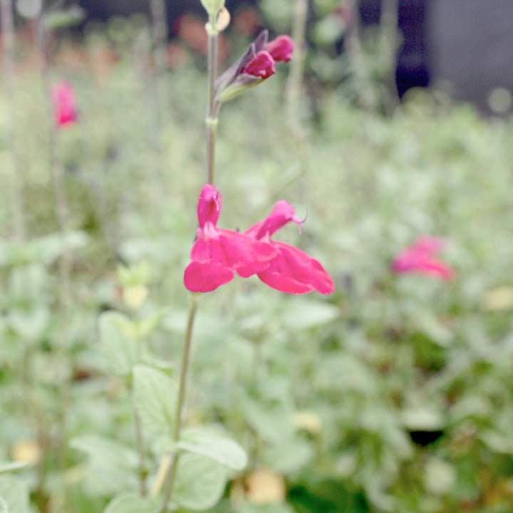 Al's Garden & Home 'Dayglow' Hardy Salvia (Salvia), 1 Gallon perennial