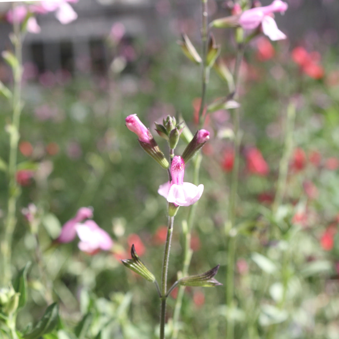 Al's Garden & Home 'Lemon Pie' Hardy Salvia (Salvia), 1 Gallon perennial