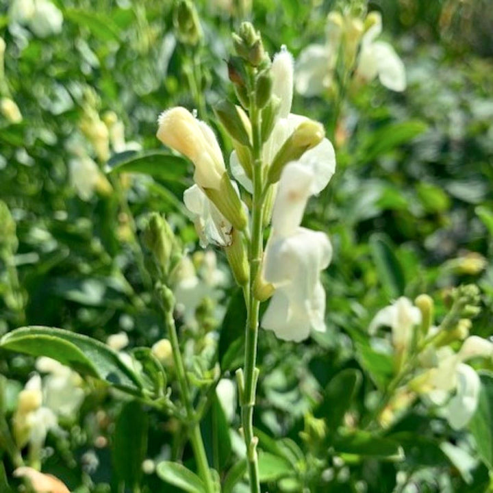 Al's Garden & Home 'Lemon Pie' Hardy Salvia (Salvia), 1 Gallon perennial