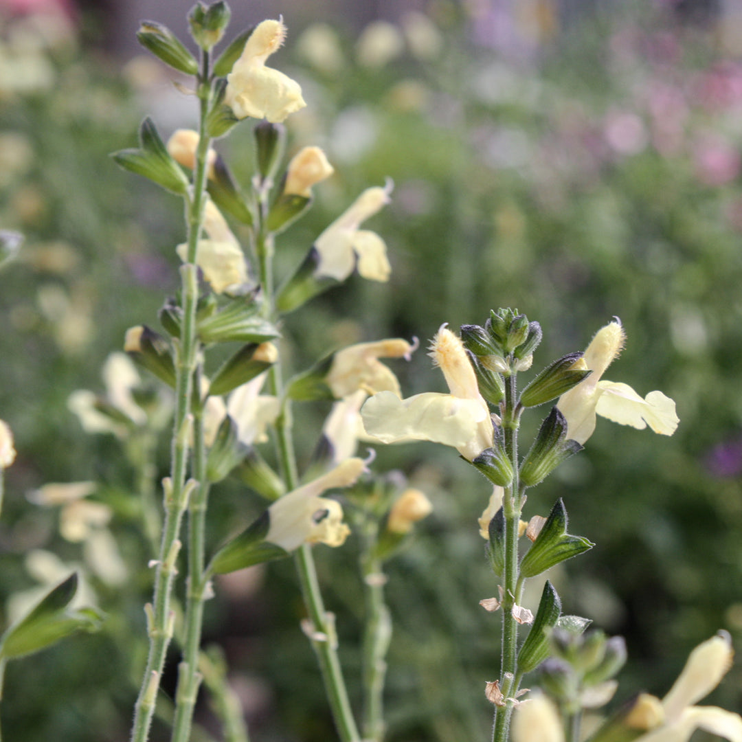 Al's Garden & Home 'Lemon Pie' Hardy Salvia (Salvia), 1 Gallon perennial