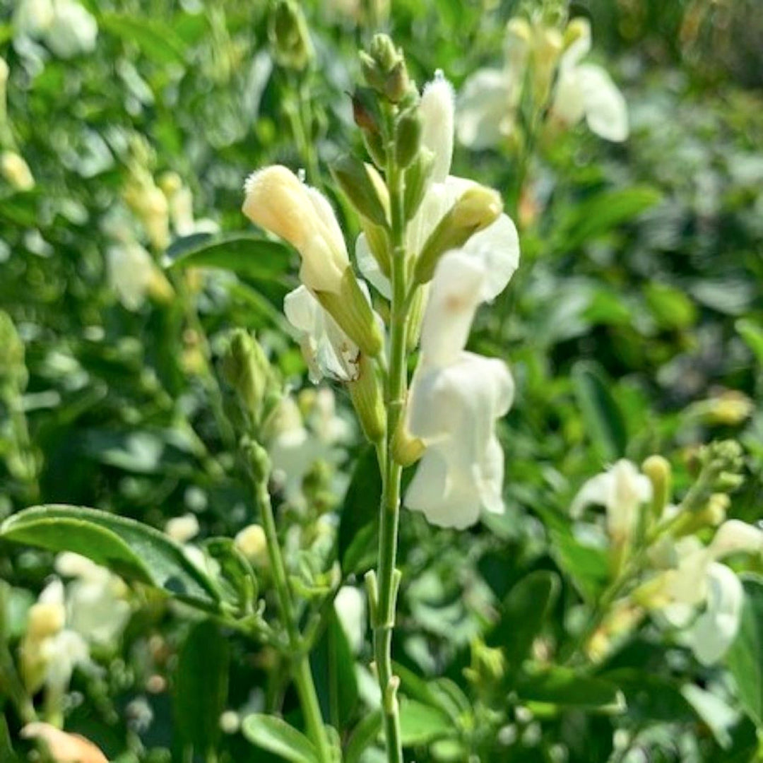 Salvia greggii 'Lemon Pie' Salvia, 1 Gallon Perennials