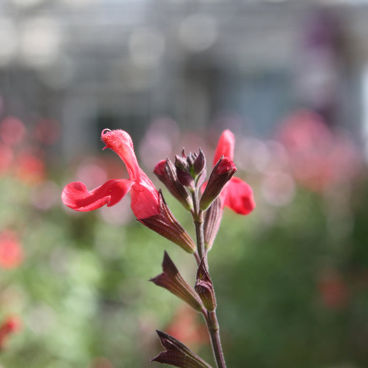 Al's Garden & Home 'Lipstick' Hardy Salvia (Salvia), 1 Gallon perennial