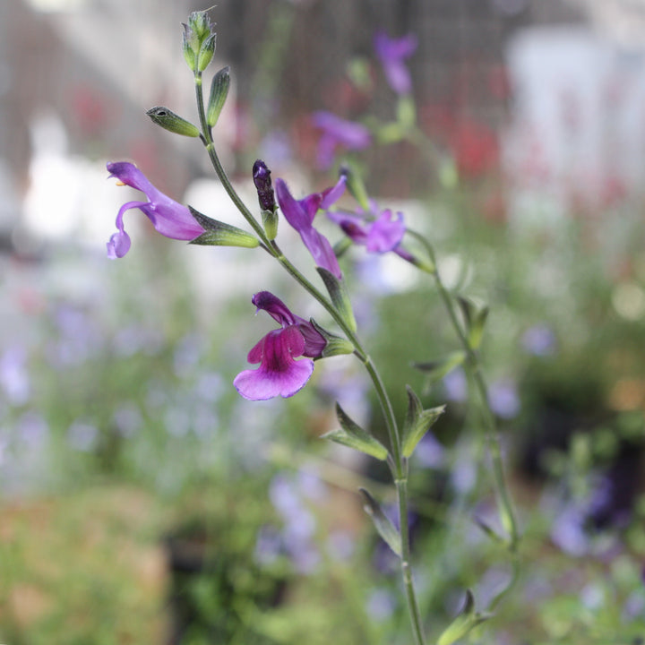 Al's Garden & Home 'Oriental Dove' Hardy Salvia (Salvia), 1 Gallon perennial