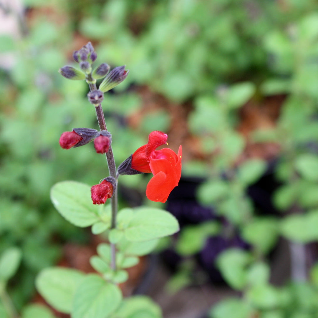 Salvia microphylla 'Royal Bumble' Salvia, 12 Inch Perennials