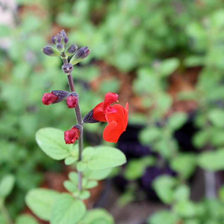 Salvia microphylla 'Royal Bumble' Salvia, 1 Gallon Perennials